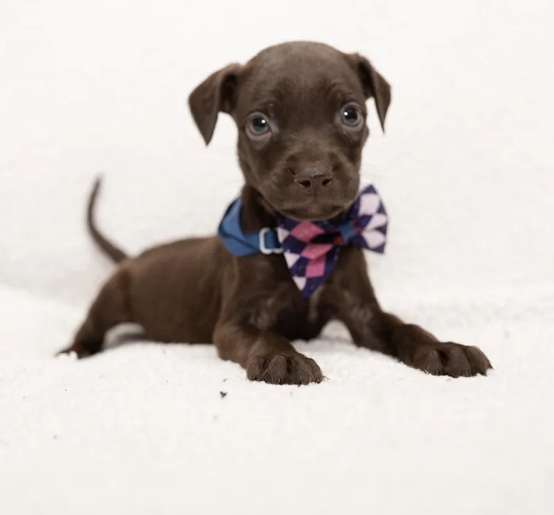 Brownie thumbnail 5