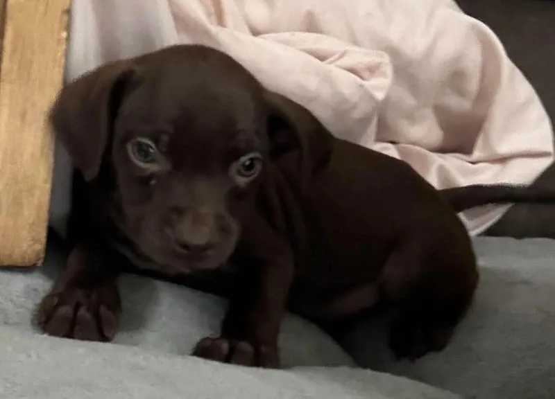 Brownie thumbnail 6