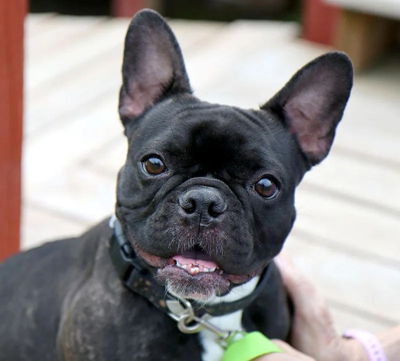 A young small-sized female Black French Bulldog dog named Marigold for adoption in Kansas City, KS