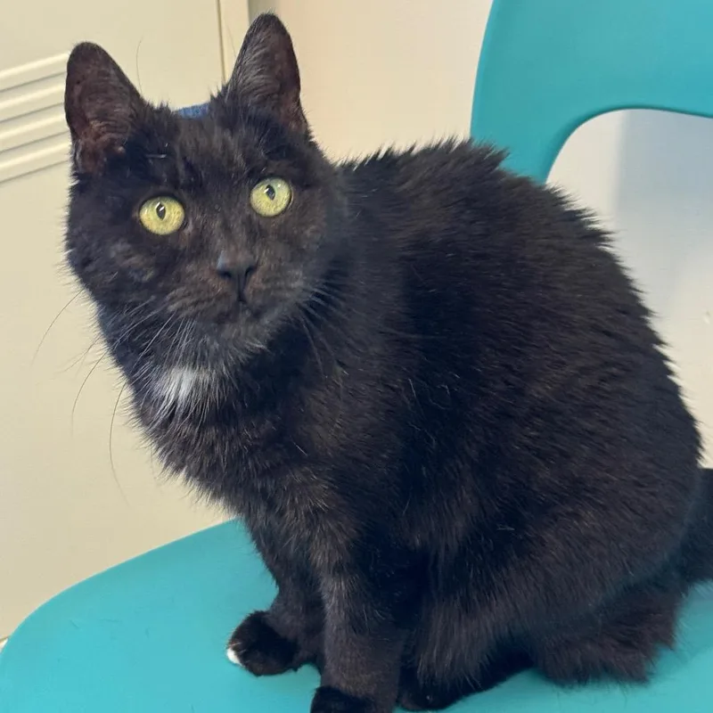 A senior medium-sized female Extra-Toes Cat / Hemingway Polydactyl cat named Fiona for adoption in Wheeling, IL