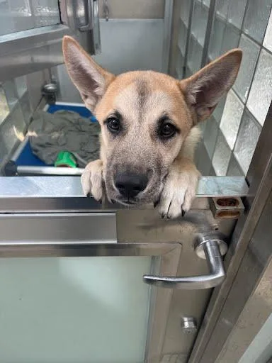 A baby medium-sized male Shepherd dog named Pascal for adoption in Washington, DC