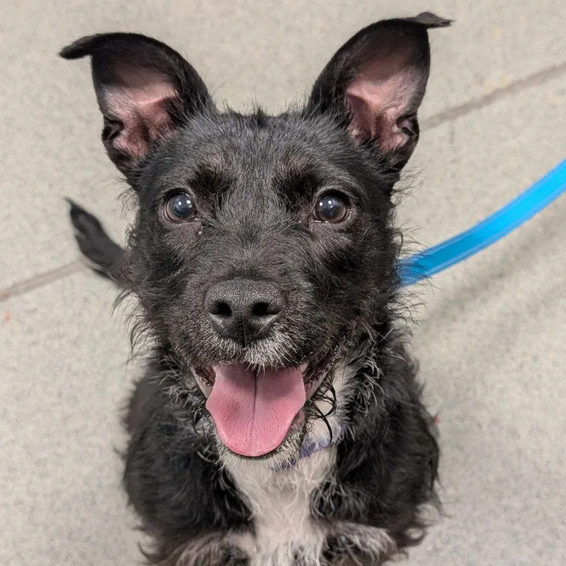 A young medium-sized female Schnauzer dog named Raven for adoption in New Castle, DE