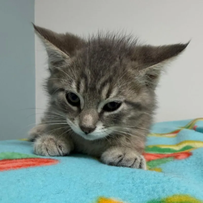 A baby small-sized male Gray / Blue / Silver American Shorthair cat named Freddy for adoption in Deerfield, IL