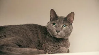 An adult small-sized male Domestic Short Hair cat named Max for adoption in West Chester, PA