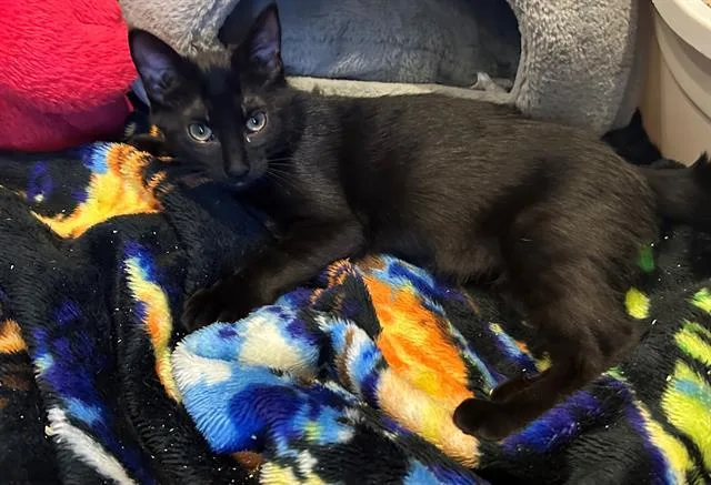 A baby small-sized female Domestic Short Hair cat named Fornax for adoption in Santa Clara, CA
