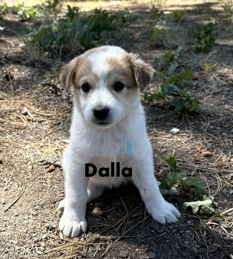Dalla