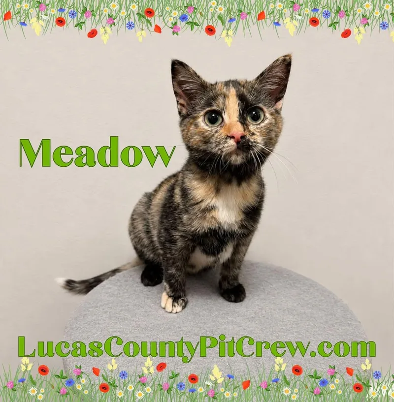 Meadow