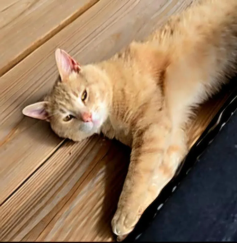 An adult medium-sized male Tabby cat named Marmalade for adoption in Franklin, TN