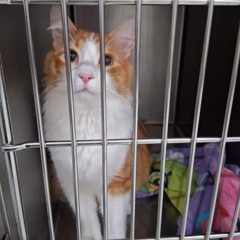 An adult medium-sized male Orange & White Domestic Medium Hair cat named Panchito for adoption in Lake Havasu City, AZ