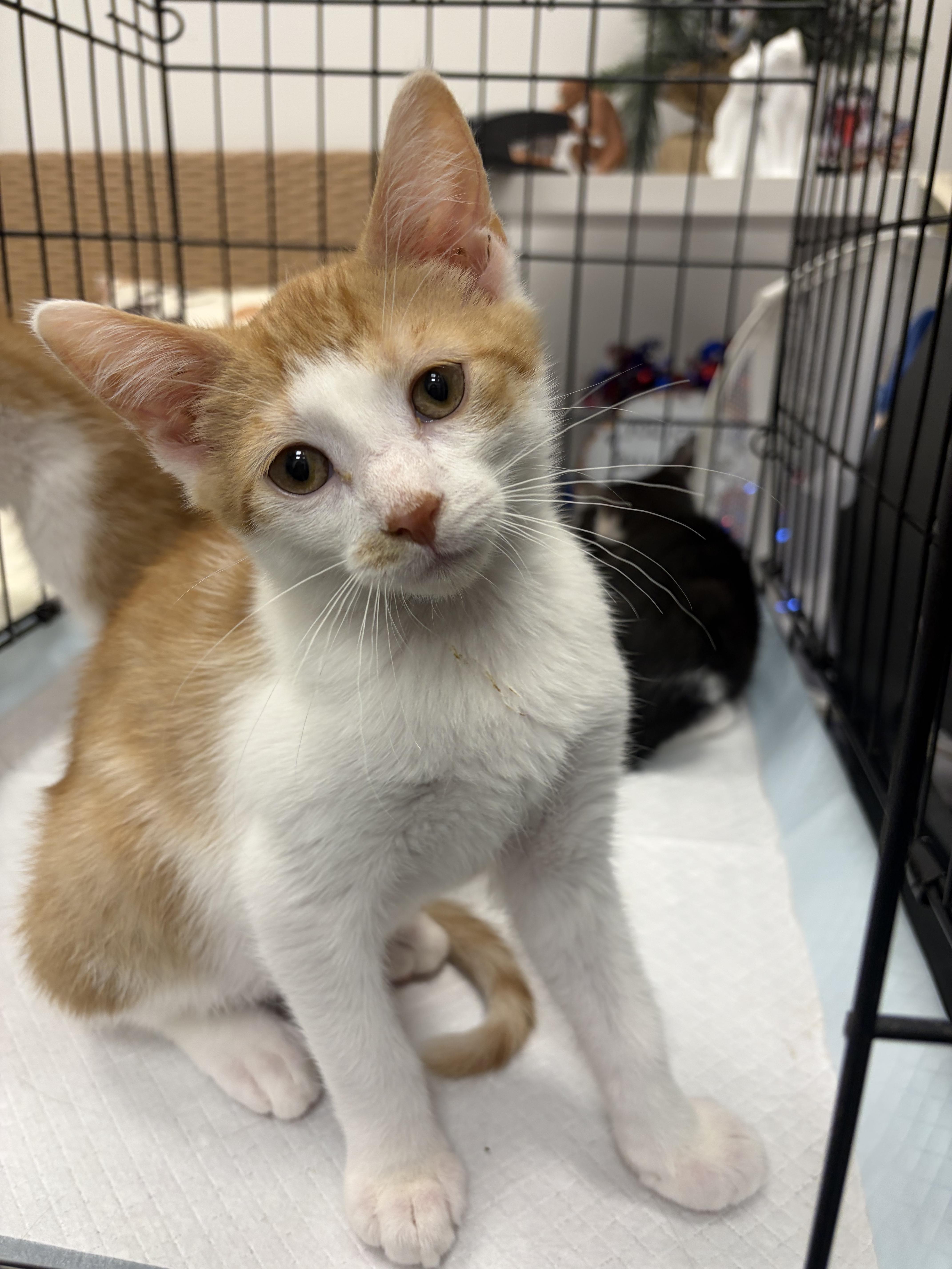 A baby medium-sized male Orange & White Domestic Short Hair cat named The Flintstones litter for adoption in Staten Island, NY