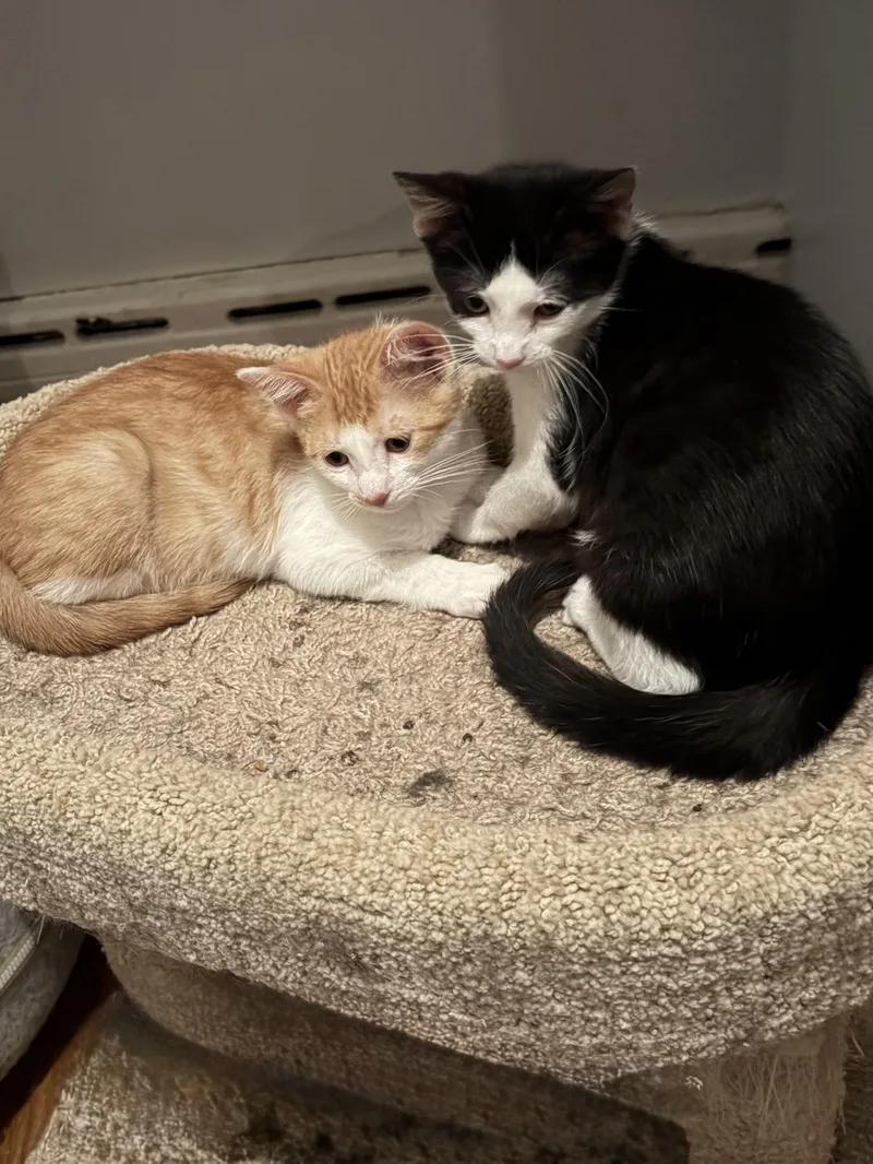 The Flintstones litter thumbnail 3