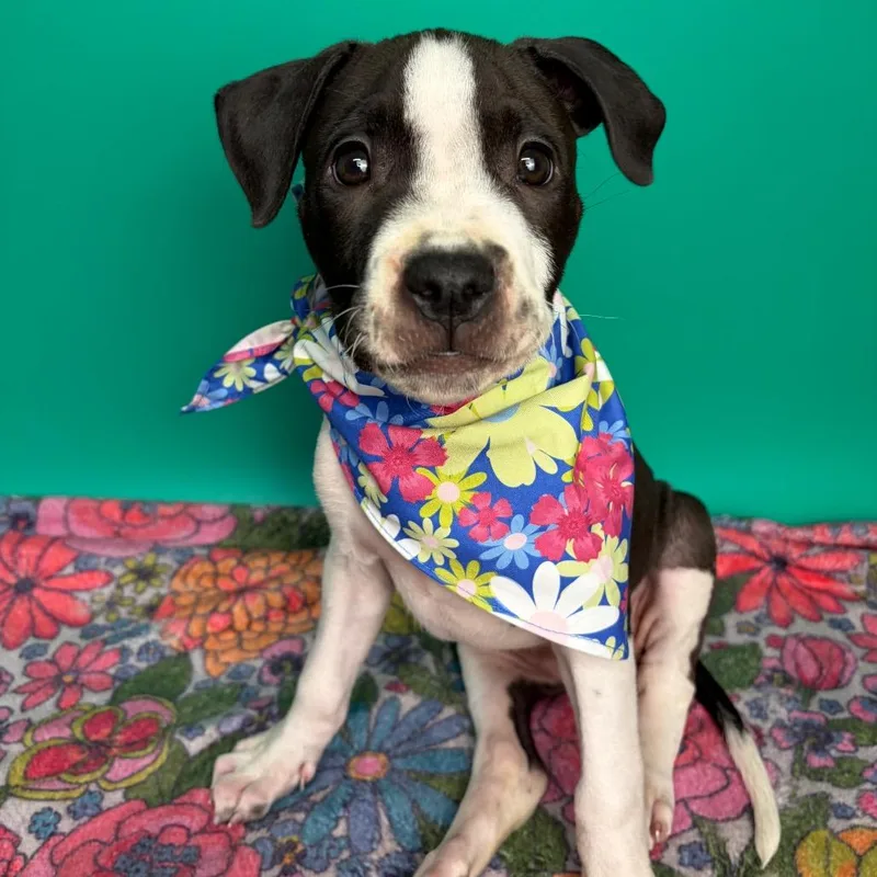 A baby medium-sized female American Bulldog dog named Beefaroni for adoption in San Antonio, TX