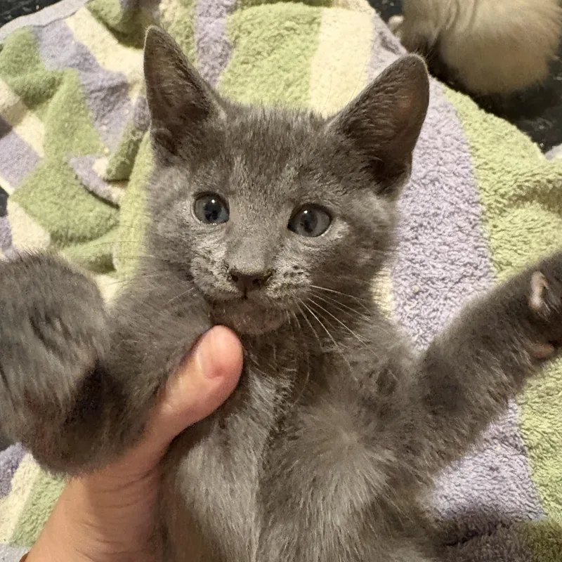 A baby medium-sized male Gray / Blue / Silver Russian Blue cat named Oliver & Stormy for adoption in Liverpool, TX