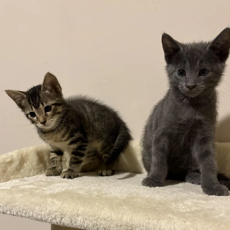 Oliver & Stormy thumbnail 2