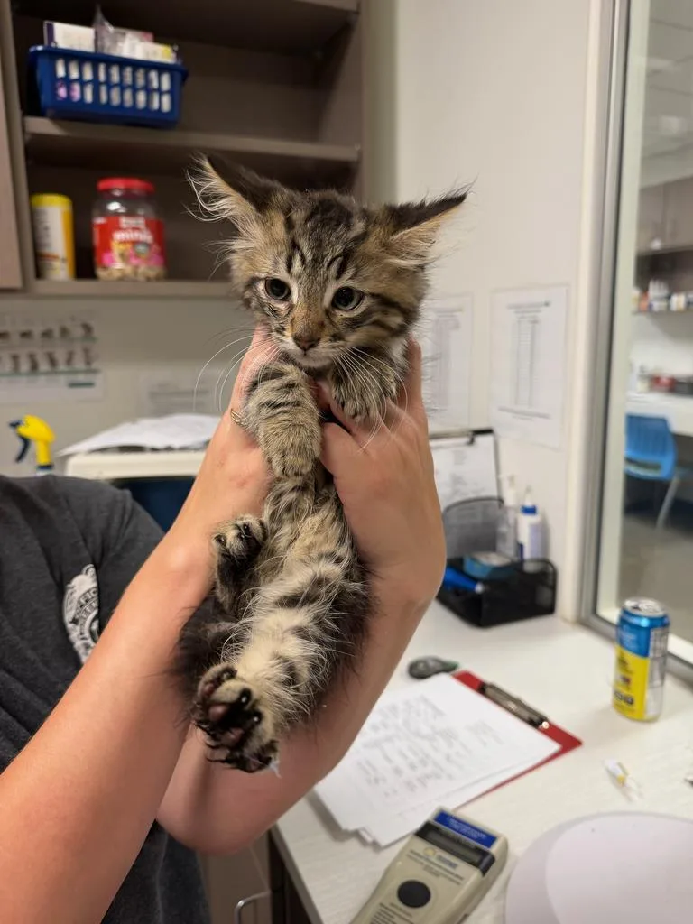 A baby small-sized male Domestic Long Hair cat named Checkers for adoption in Greenfield, IN