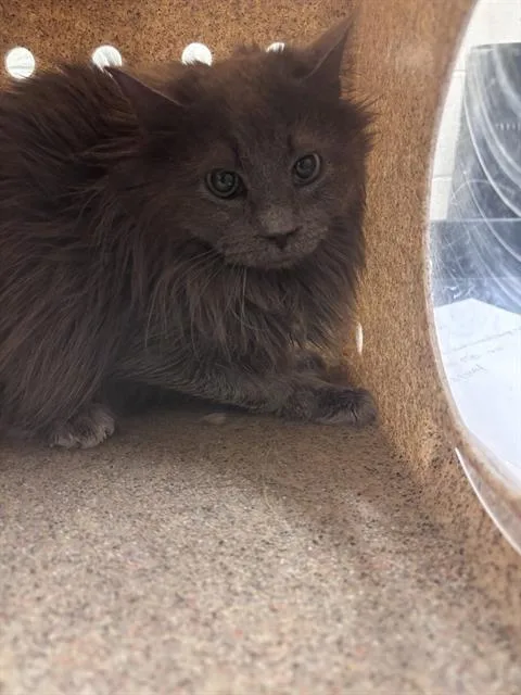 A senior medium-sized male Domestic Long Hair cat named Dust Bunny Supreme for adoption in West Valley City, UT