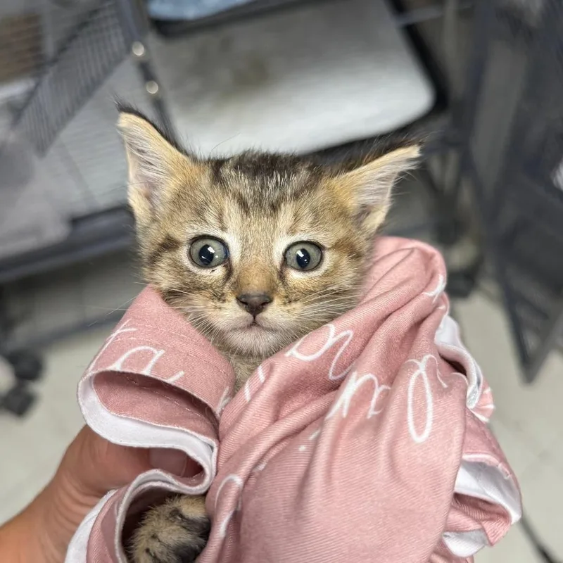 A baby small-sized female Gray / Blue / Silver Domestic Short Hair cat named Lil Miss SassC for adoption in East Saint Louis, IL
