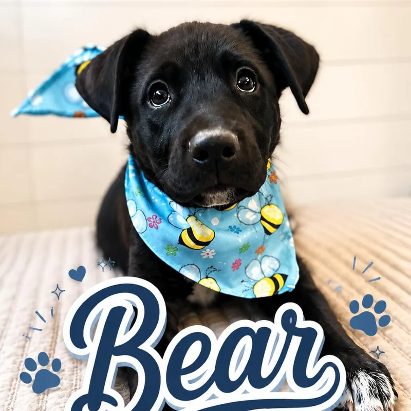 Bear