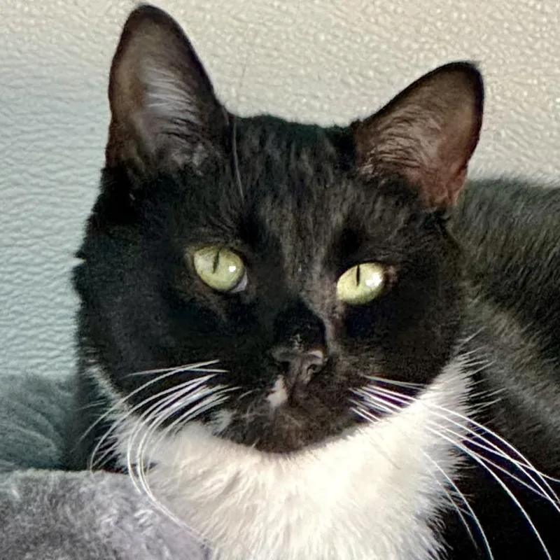 Sasappis thumbnail 2