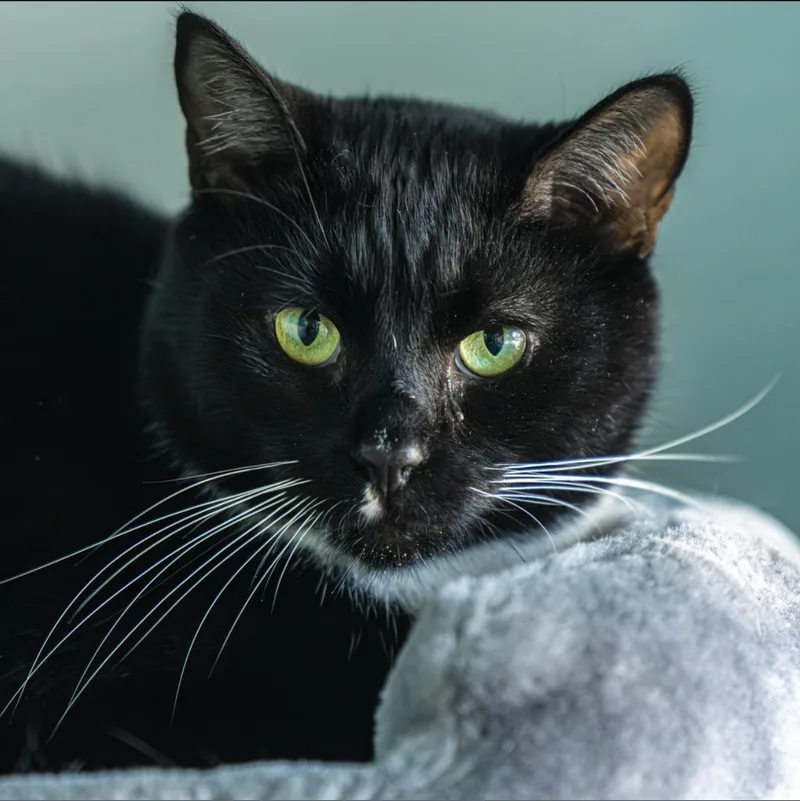 Sasappis thumbnail 3