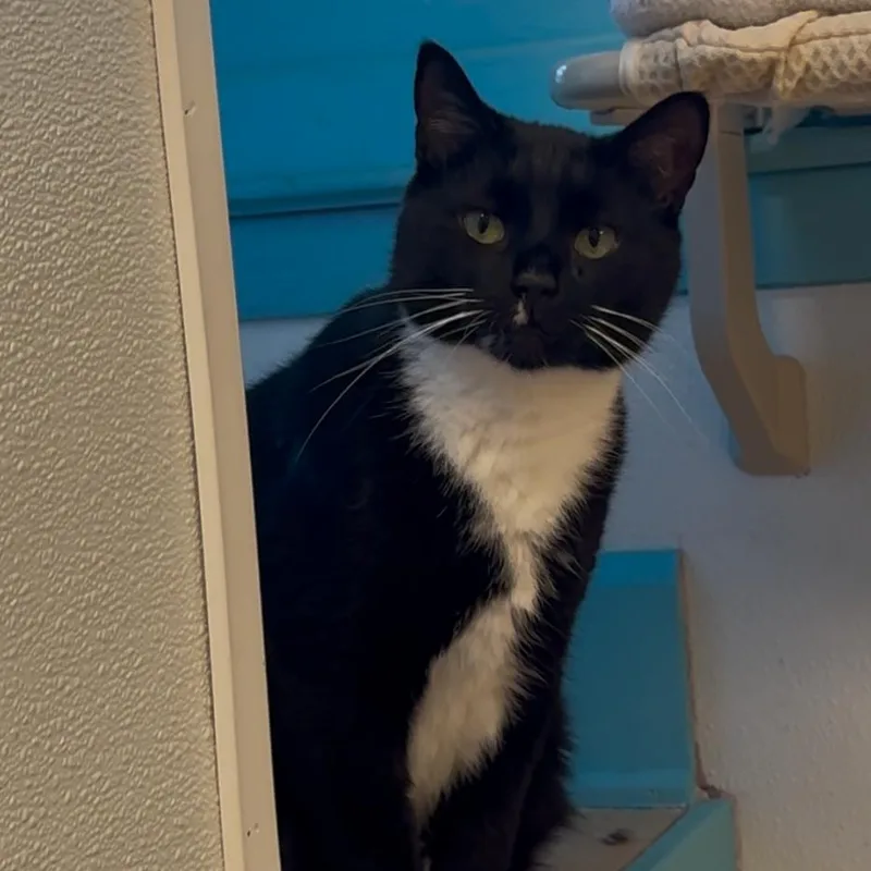 Sasappis thumbnail 5