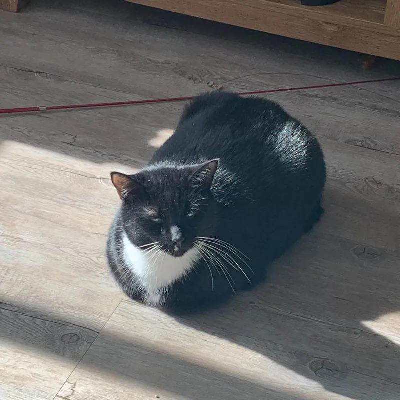 Sasappis thumbnail 6