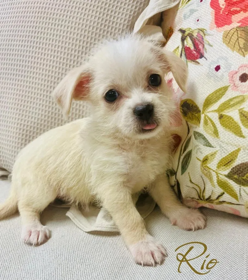 A baby medium-sized male Shih Tzu dog named Rio for adoption in West Bloomfield, MI