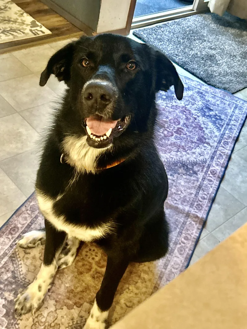 A young large-sized male Flat-Coated Retriever dog named Leonardo for adoption in Olympia, WA