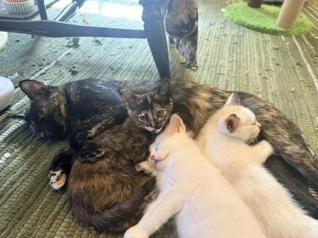 A baby small-sized male White Domestic Medium Hair cat named Lincoln for adoption in Burbank, CA