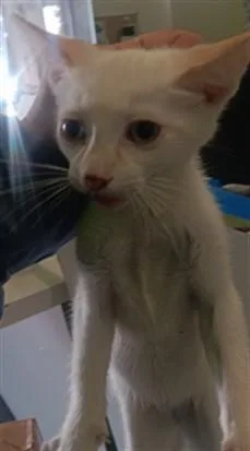 A baby small-sized male Domestic Short Hair cat named Cream for adoption in Los Angeles, CA