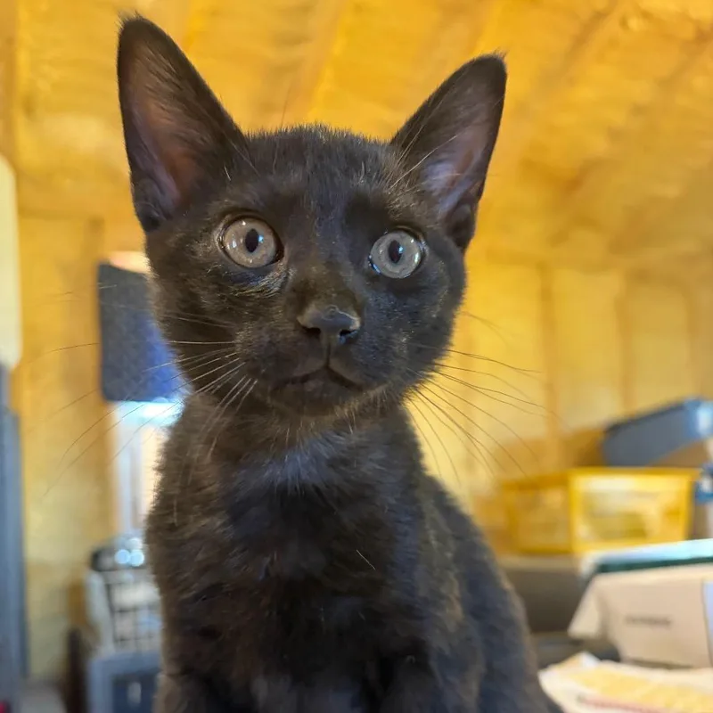 A baby small-sized male Black Domestic Short Hair cat named Doc Martens for adoption in Park Falls, WI