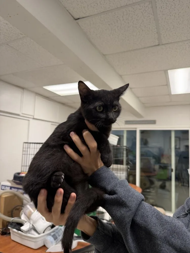 A baby small-sized male Black Domestic Short Hair cat named William for adoption in Ontario, CA