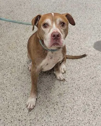 A senior large-sized female Red / Chestnut / Orange Pit Bull Terrier dog named Brenda for adoption in Kansas City, MO