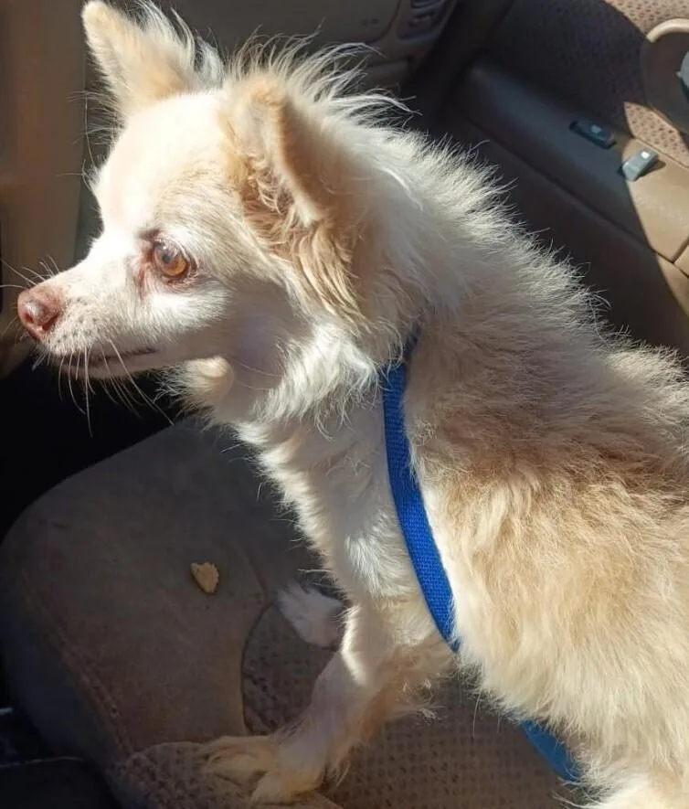 A senior small-sized male Pomeranian dog named Felix for adoption in Dallas, TX