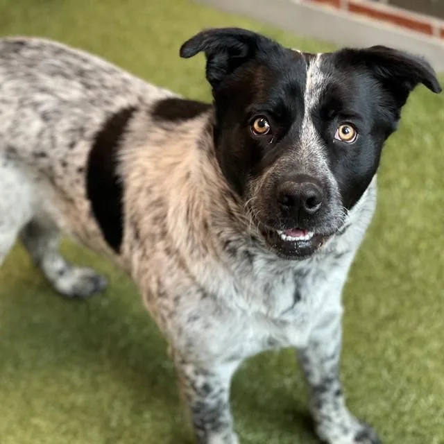 A young large-sized male Mixed Breed dog named Oiler for adoption in Edmond, OK