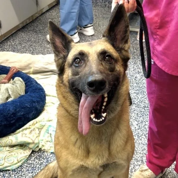 An adult large-sized female Black German Shepherd Dog dog named Remy for adoption in Jackson, NJ