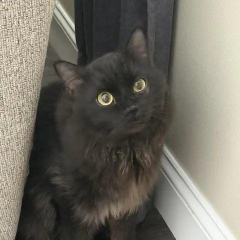 A young large-sized male Black Maine Coon cat named Shadow for adoption in Churchville, PA
