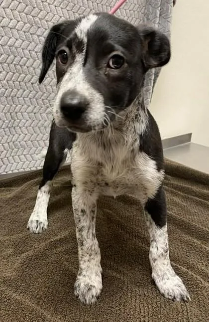 A baby large-sized female Mixed Breed dog named Sassy Grams for adoption in Lampasas, TX