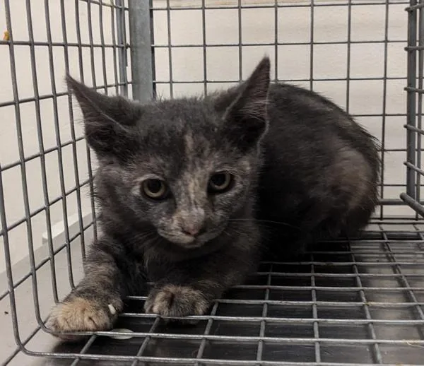 A baby small-sized female Domestic Short Hair cat named Cheetah for adoption in El Cajon, CA