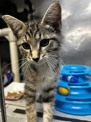 A baby small-sized male Domestic Short Hair cat named Othello for adoption in Madison, NJ