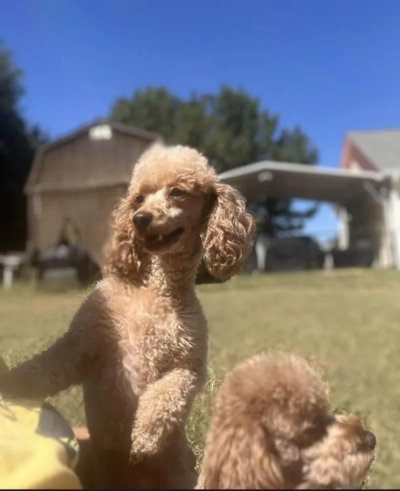 A young small-sized female Poodle dog named Lily spice for adoption in Milton, GA