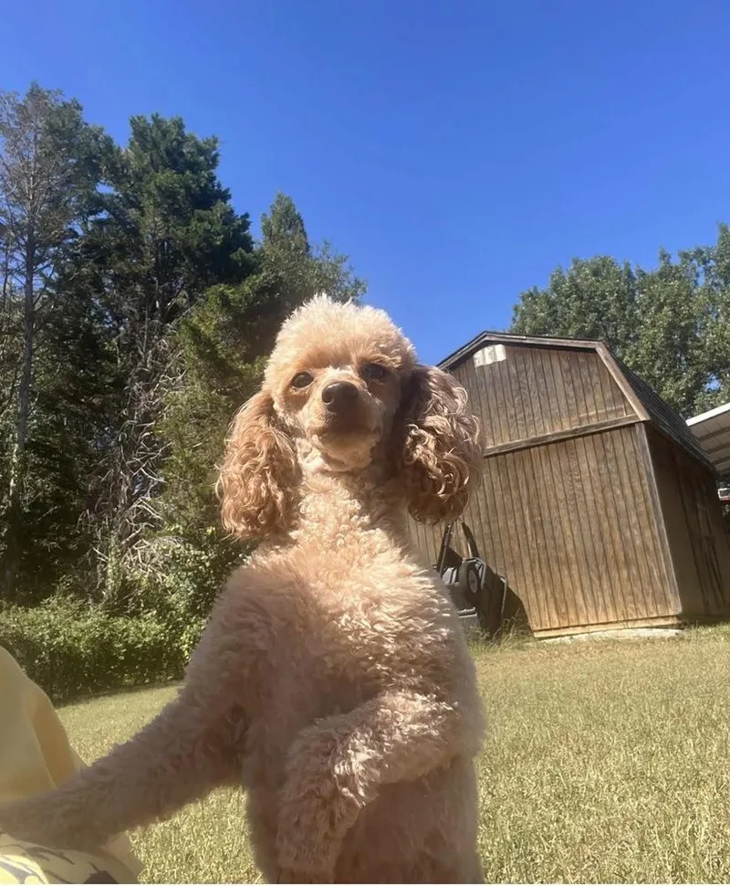 Lily spice thumbnail 3