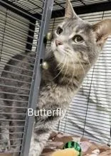 An adult medium-sized female Tabby (Gray / Blue / Silver) Domestic Short Hair cat named Butterfly for adoption in Moline, IL