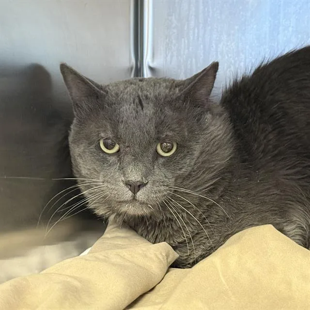 An adult medium-sized male Domestic Short Hair cat named Hamilton for adoption in Las Vegas, NV