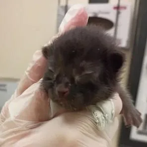 A baby small-sized female Black Domestic Short Hair cat named California Dreamin for adoption in Lynchburg, VA
