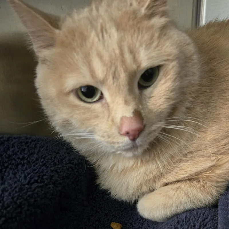 A senior extra large-sized male Orange / Red Domestic Short Hair cat named Timber for adoption in Desert Hot Springs, CA