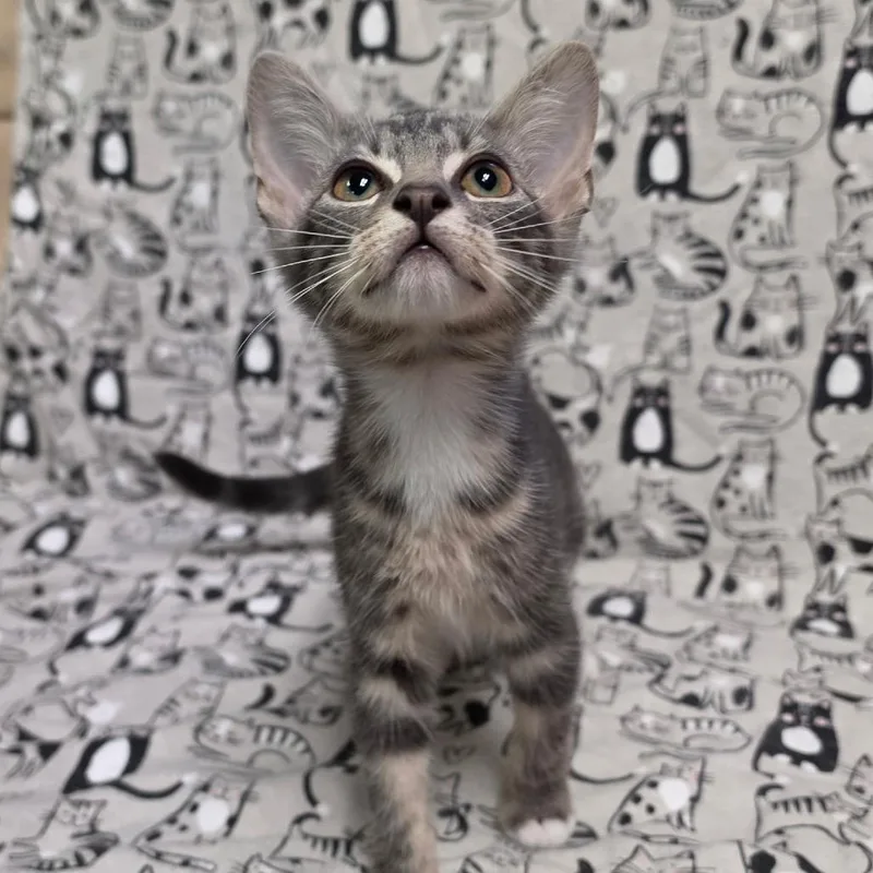 A baby medium-sized male Tabby (Gray / Blue / Silver) Domestic Short Hair cat named Acorn for adoption in Graham, WA