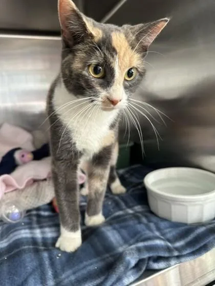 A young medium-sized female Domestic Short Hair cat named Yessica for adoption in Manitowoc, WI