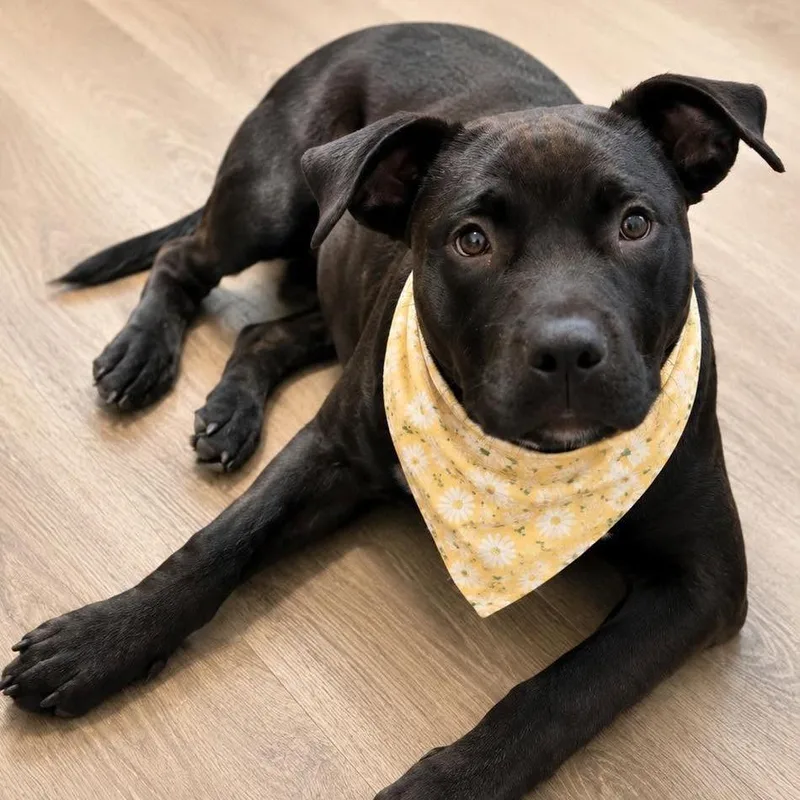 A young small-sized female Black American Staffordshire Terrier dog named Lana for adoption in Tampa, FL