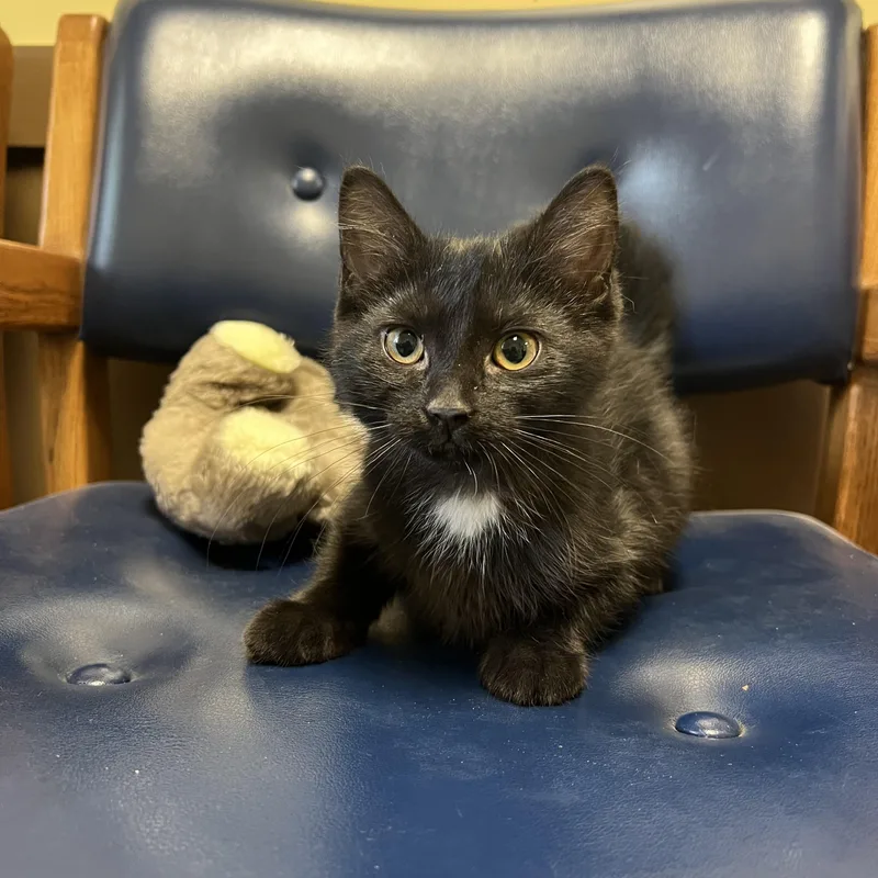 A baby medium-sized female Black Domestic Short Hair cat named Frida for adoption in Fairmont, MN